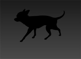 吉娃娃动物模型